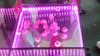 Wedding Portable Magnetic Infinity Party Light Up Led 3D Dance Floor
